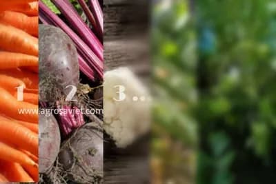 Devet povrtarskih biljaka koje možete posaditi u avgustu