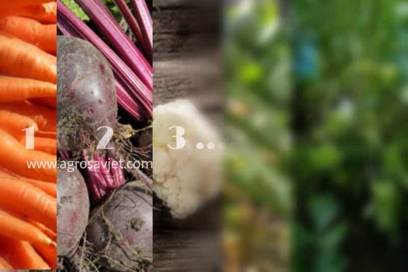 Devet povrtarskih biljaka koje možete posaditi u avgustu