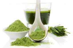 Pšenična trava - Brojna ljekovita svojstva i način uzgajanja