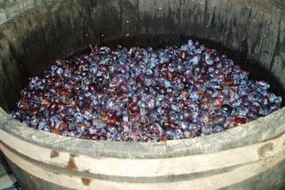 Koliko je izbor voća važan za kvalitet rakije?