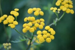 Ljekovito dejstvo SMILJA