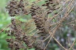 Kako se boriti sa sušom u bašti?