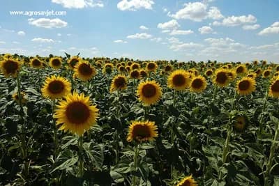 Četiri razloga zbog kojih treba da gajite suncokret