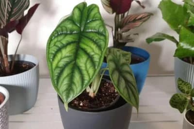 Alocasia baginda - Biljka nesvakidašnjeg izgleda