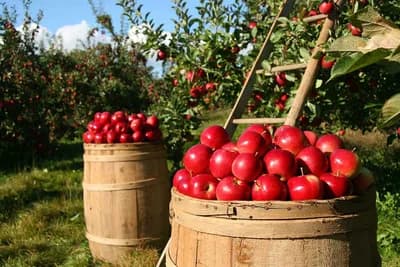 Tretiranje plodova jabuke poslije berbe