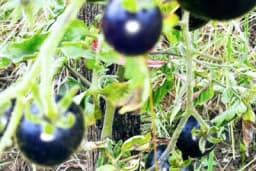 "Ljudi kažu da je to zakržljao plavi patlidžan, ali ne - to je stara sorta koja se rijetko gaji"