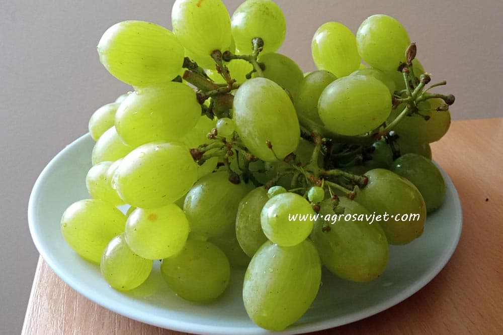 grožđe