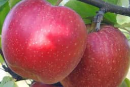Jabuka gala - Aromatična sorta jabuka