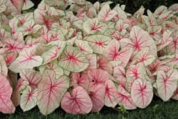 Kaladijum - Kako se gaji cvijet zanimljivih, šarenih listova?
