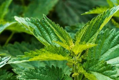 Koprivom se jača kosa, ali i još nešto