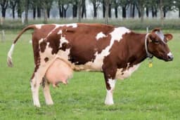 Mliječna groznica krava - Zašto se javlja i kako je spriječiti?