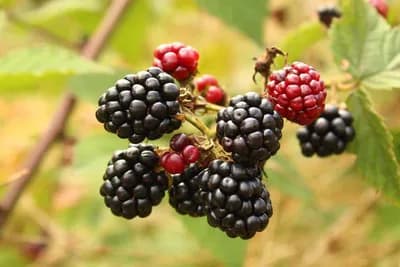 Kupina traženija i od maline - Kupci dolaze na noge voćarima