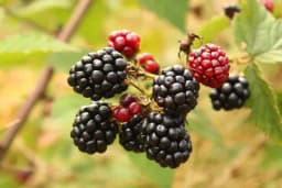 Orezivanje kupine u rodu