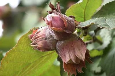 Lješnik – Uslovi gajenja, investicija i isplativost