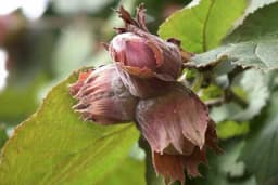 Uzgojni oblici koji se preporučuju za uzgoj lijeske