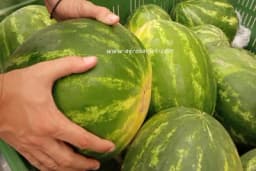 Uvoz guši domaću lubenicu