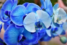 Tri propusta zbog kojih orhideje tokom ljeta nisu okićene cvjetovima