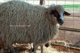 Kada je vrijeme za šišanje ovaca?