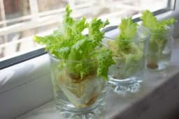 NJIH JE DOVOLJNO DA KUPITE JEDNOM - 7 namirnica koje se mogu iznova i iznova uzgajati