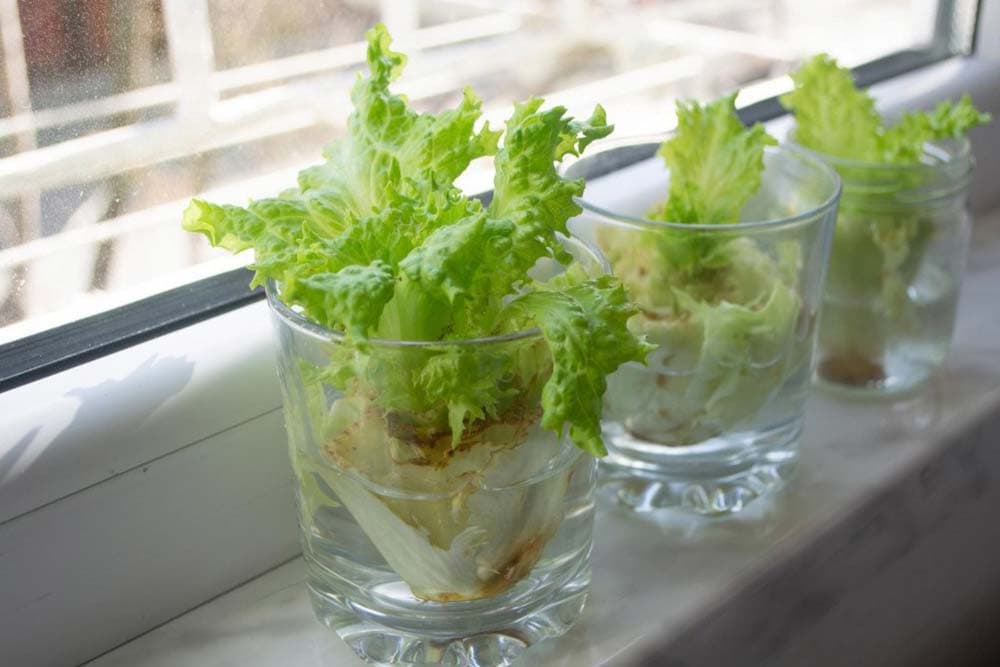 NJIH JE DOVOLJNO DA KUPITE JEDNOM - 7 namirnica koje se mogu iznova i iznova uzgajati