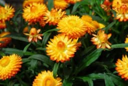 Slamnata ruža - Vrlo zanimljiv i dekorativan cvijet, evo kako se gaji