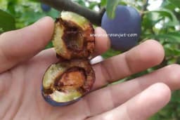 Šljivin smotavac - Najznačajnija štetočina ŠLJIVE