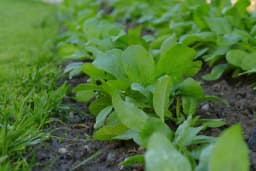 Septembar je idealan mjesec za sjetvu spanaća