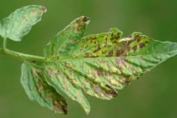 Virus mozaika duvana na paradajzu - Kako se boriti protiv ove opasne bolesti?