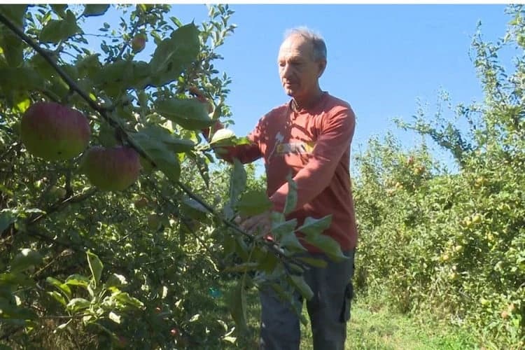 Jabuke dobro rodile u Sanskom Mostu, šljiva ni za lijeka