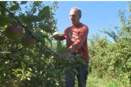 Jabuke dobro rodile u Sanskom Mostu, šljiva ni za lijeka