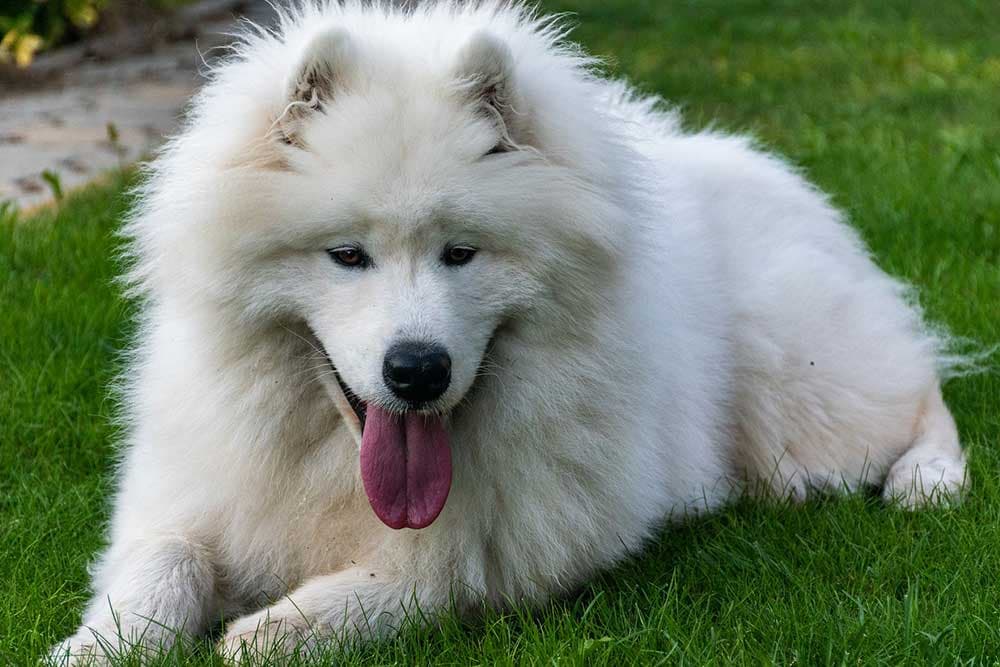 samojed