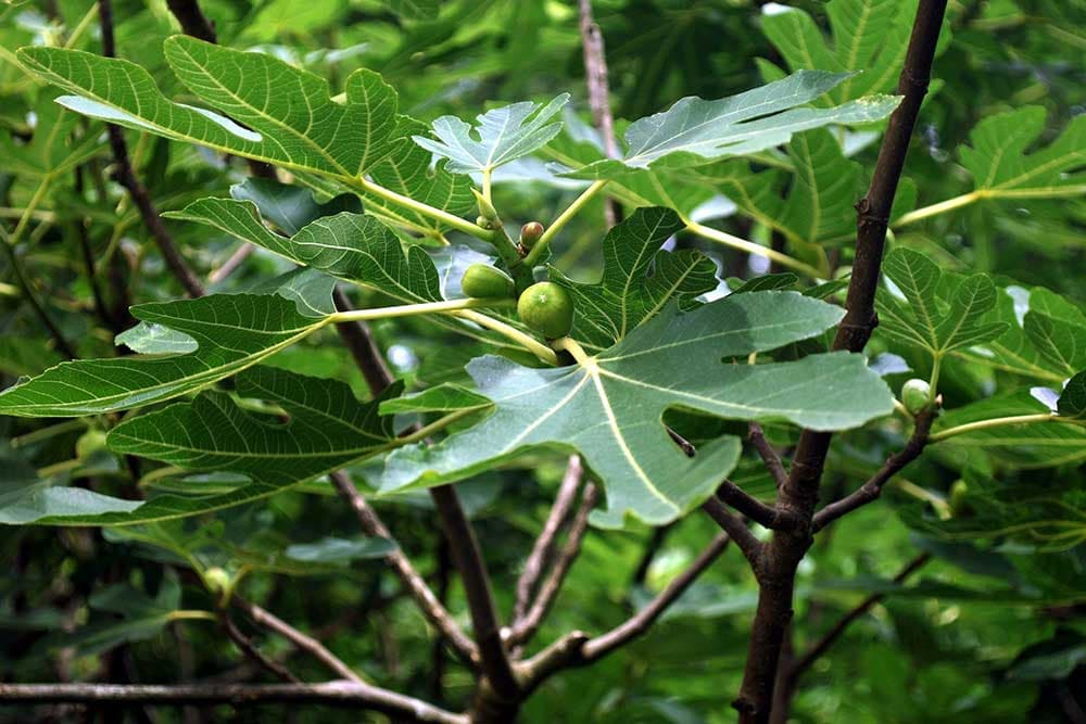 Kada je najbolje vrijeme za orezivanje smokve