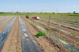 Gajenje povrća na foliji ima broje prednosti