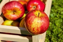 Dvije stare sorte jabuka koje su skroz OTPORNE na BOLESTI i ŠTETOČINE