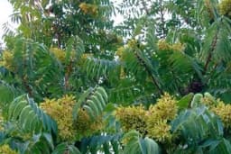 Pajasen ili smrdelj - Kako ga se riješiti?