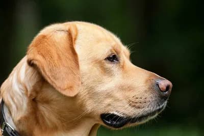 Studija potvrdila koliko vas psi zapravo razumiju