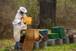 Ruralni ili urbani med - razlike nema - aero-zagađenja i isparenja ne utiču na kvalitet