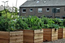 Uzdignute leje ili direktna sadnja u zemlju – Šta je bolje?