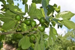 Zemljišni uslovi potrebni za visoke i kvalitetne prinose smokve!