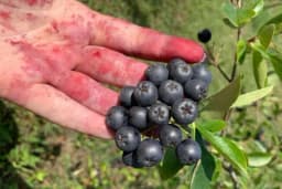 Dvije KM za kilogram samostalno ubrane aronije