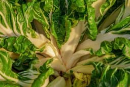 Izbjegnite greške - Ovo morate znati o uzgoju blitve