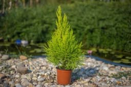 Sadnja i gajenje čempresa