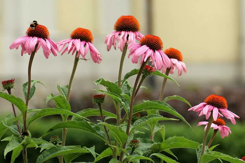 ehinacea