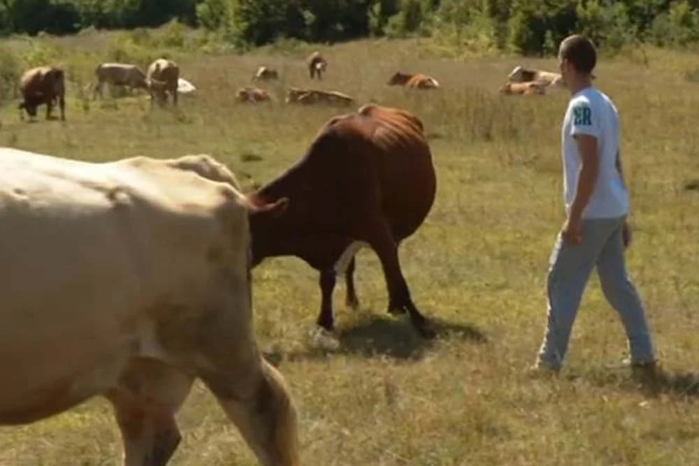 Priča iz Šipova - Mladi Dejan Mitrić osnovao farmu /VIDEO/