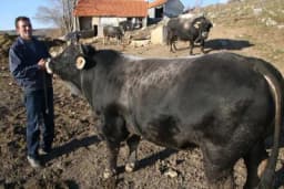 Tradicija porodice Lučić traje više od pola vijeka - S bikovima treba isto kao i s čeljadi