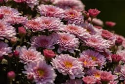 Pripremite se za orezivanje, ali i sadnju lukovica, hrizantema i maćuhica