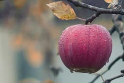 Folijarna primjena uree u voćnjacima