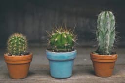 6 koraka za uspješno presađivanje kaktusa