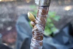 Kalemljenje okuliranjem - Da li je ovo najbolji izbor za kalemljenje voća?