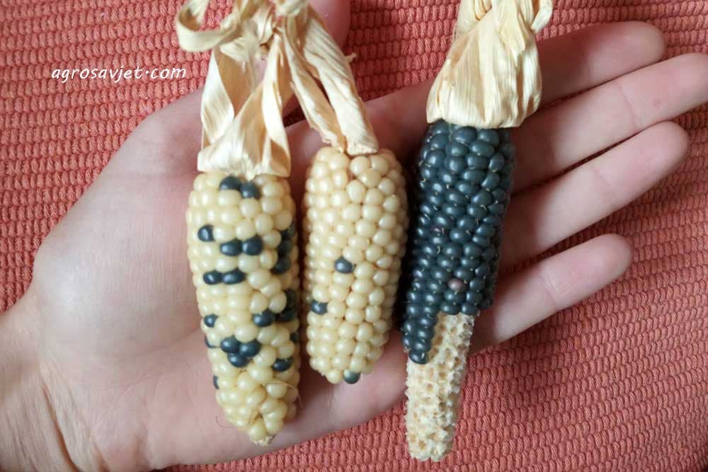 crni kukuruz kokičar